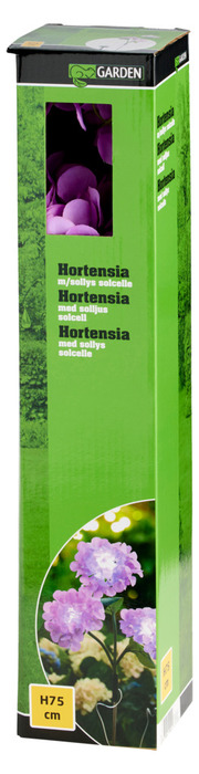Solcelleblomst Hortensia - Garden®